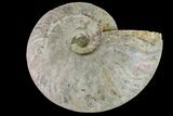 Silver Iridescent Ammonite (Cleoniceras) Fossil - Madagascar #159404-1